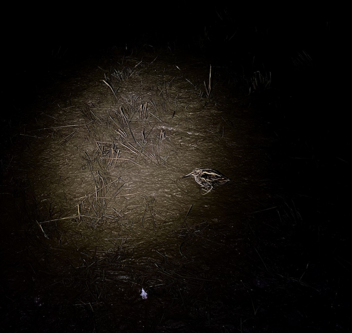 Jack Snipe - ML644832604