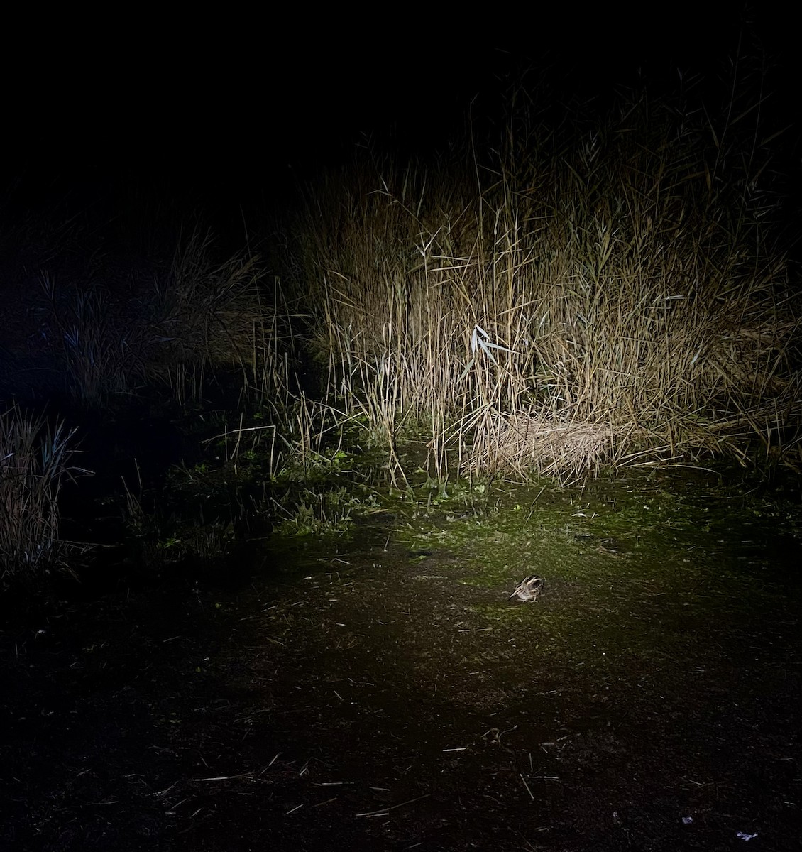 Jack Snipe - ML644832605