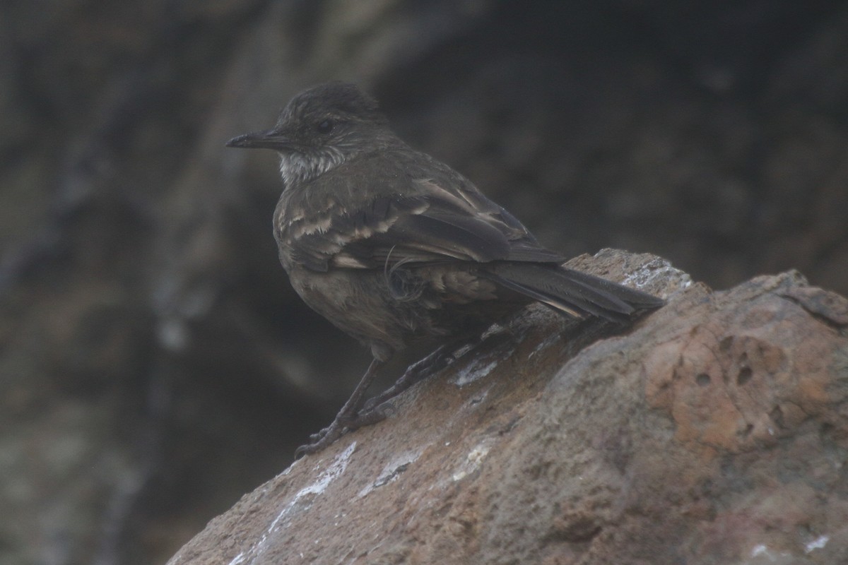 Береговая трясохвостка - ML644832613