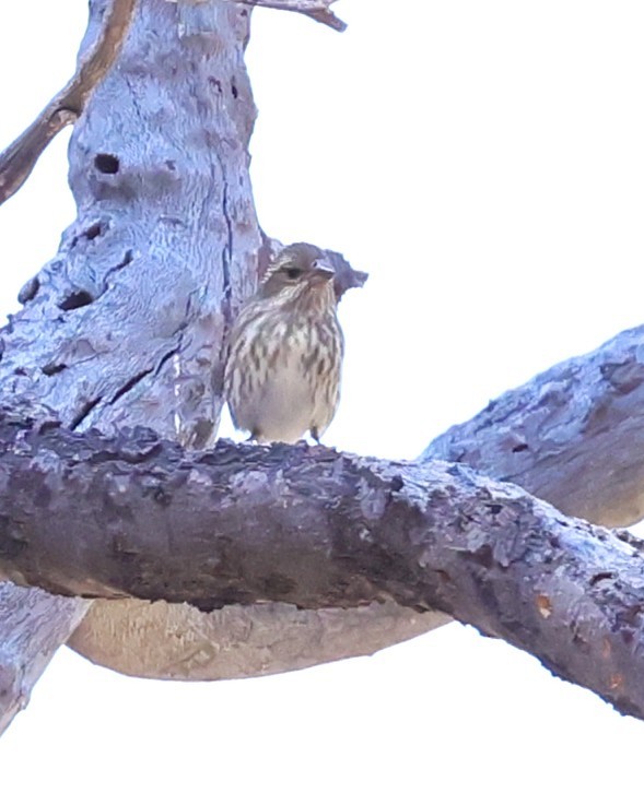 Чечевиця кармінова - ML644832621