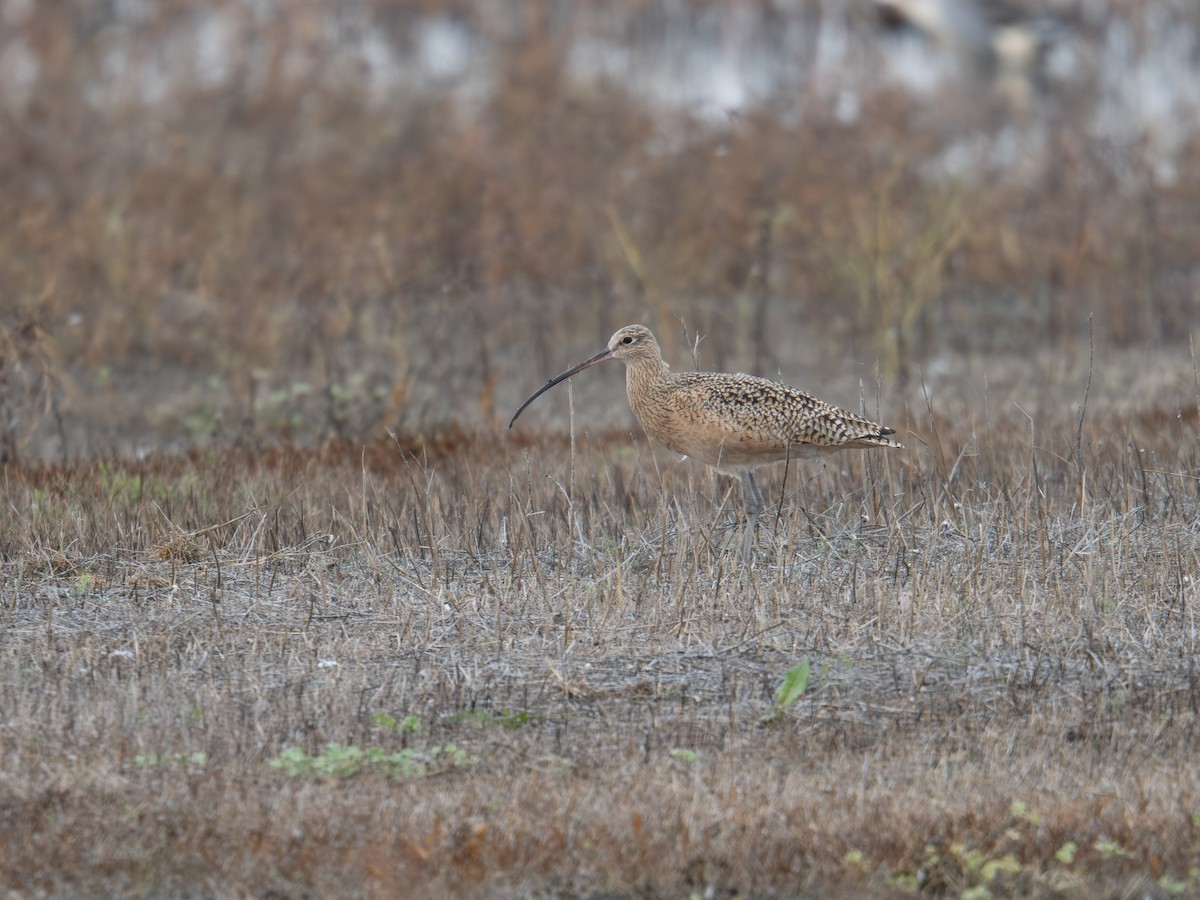 Long-billed Curlew - ML644832627