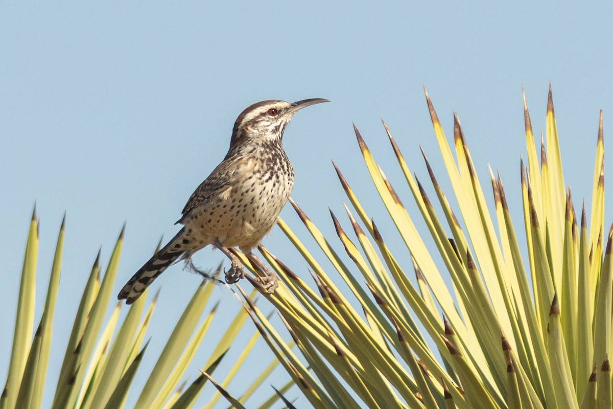 Cactus Wren - ML644832629