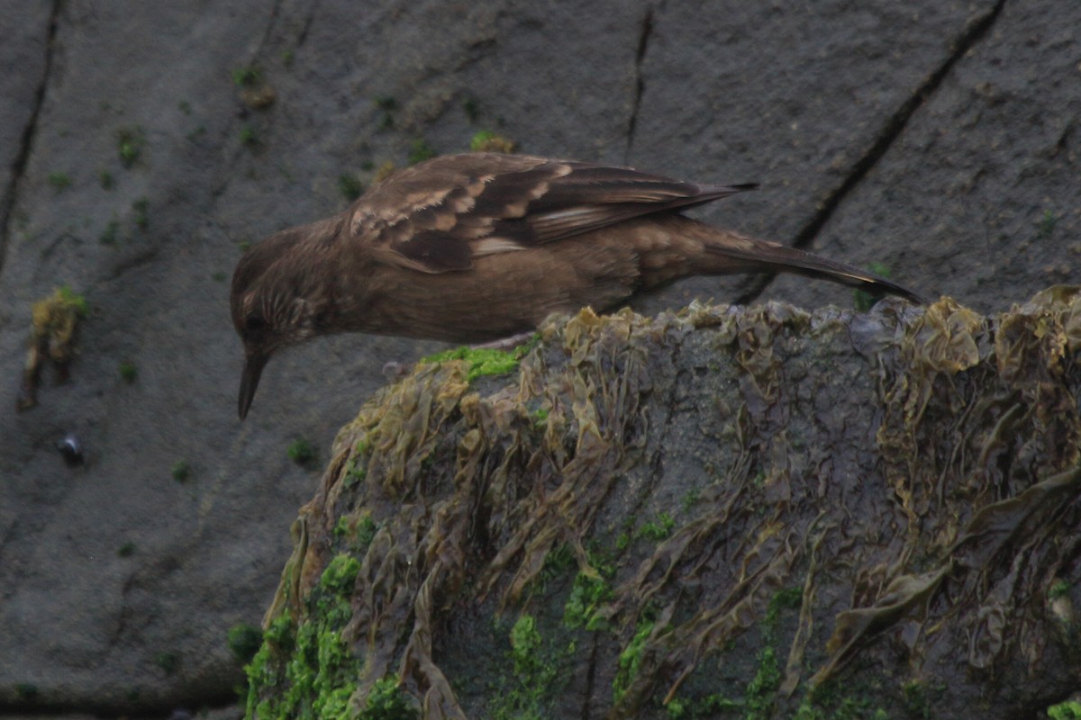 Береговая трясохвостка - ML644832633