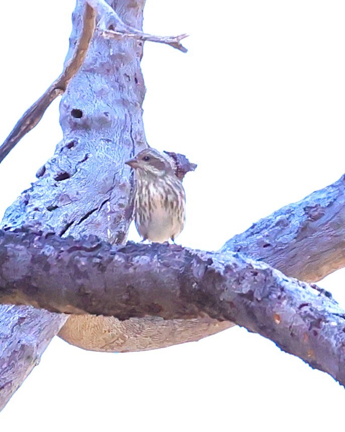 Чечевиця кармінова - ML644832638