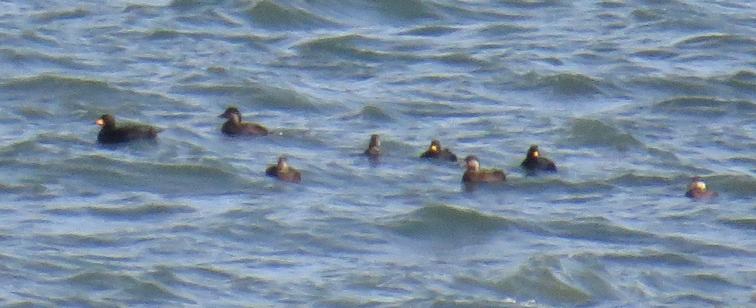 turpan žlutozobý - ML644832639