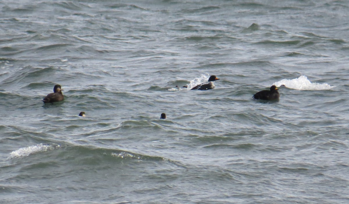 turpan žlutozobý - ML644832640