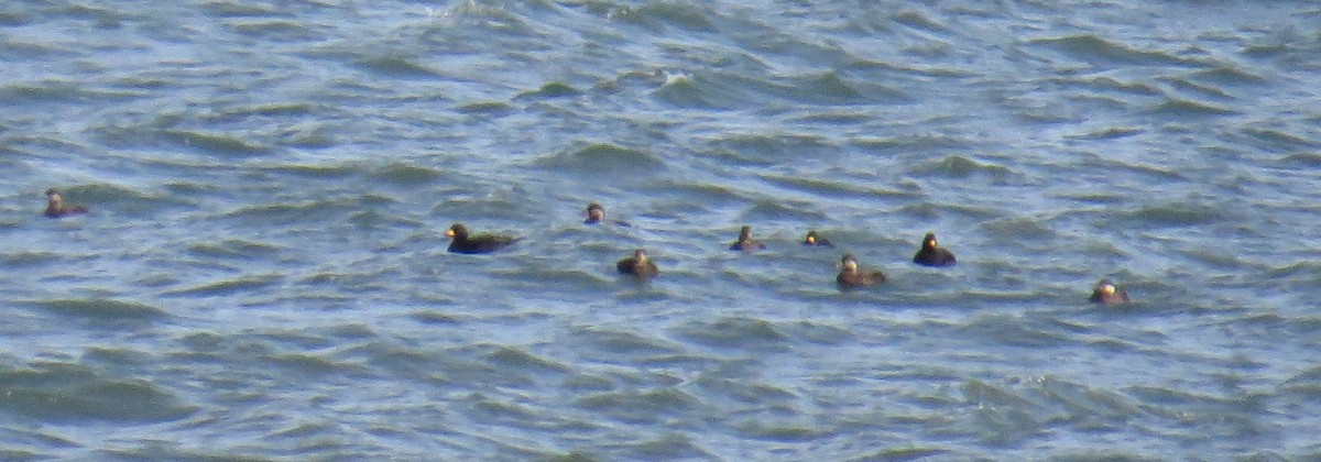 turpan žlutozobý - ML644832641