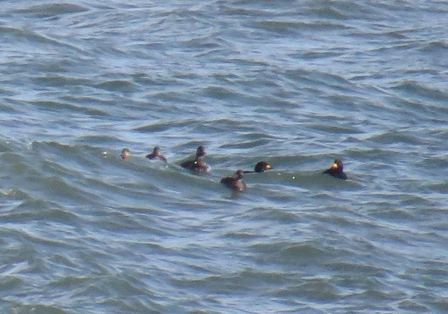 turpan žlutozobý - ML644832642