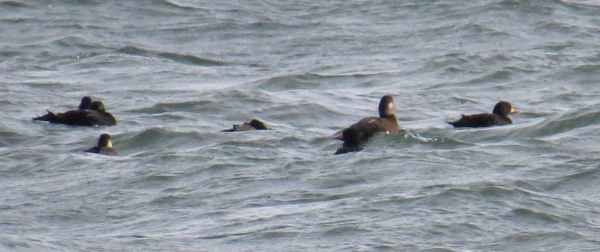 turpan žlutozobý - ML644832643