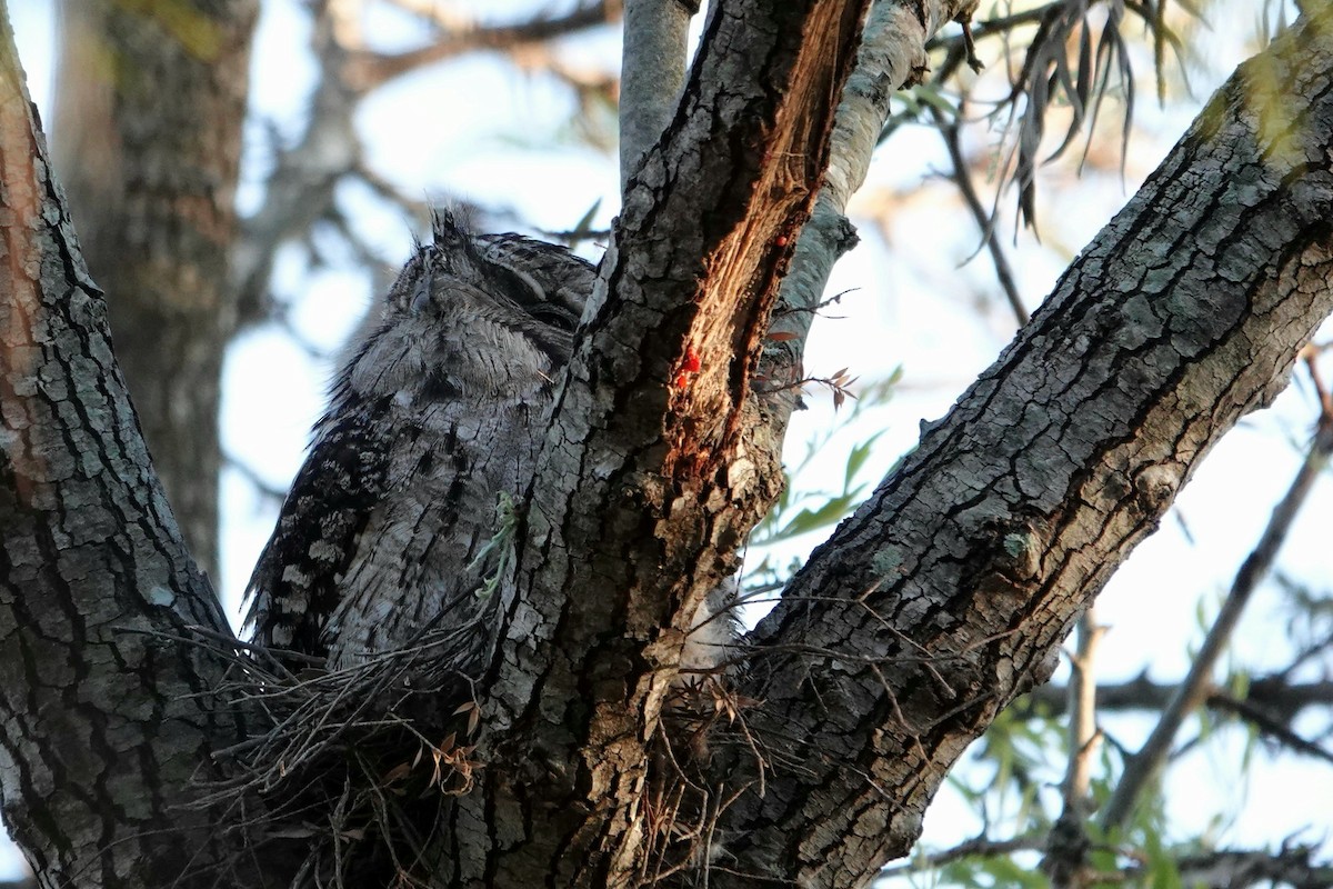 Tawny Frogmouth - ML644832652