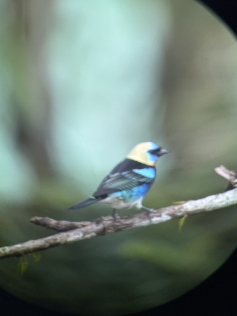 Golden-hooded Tanager - ML644832658