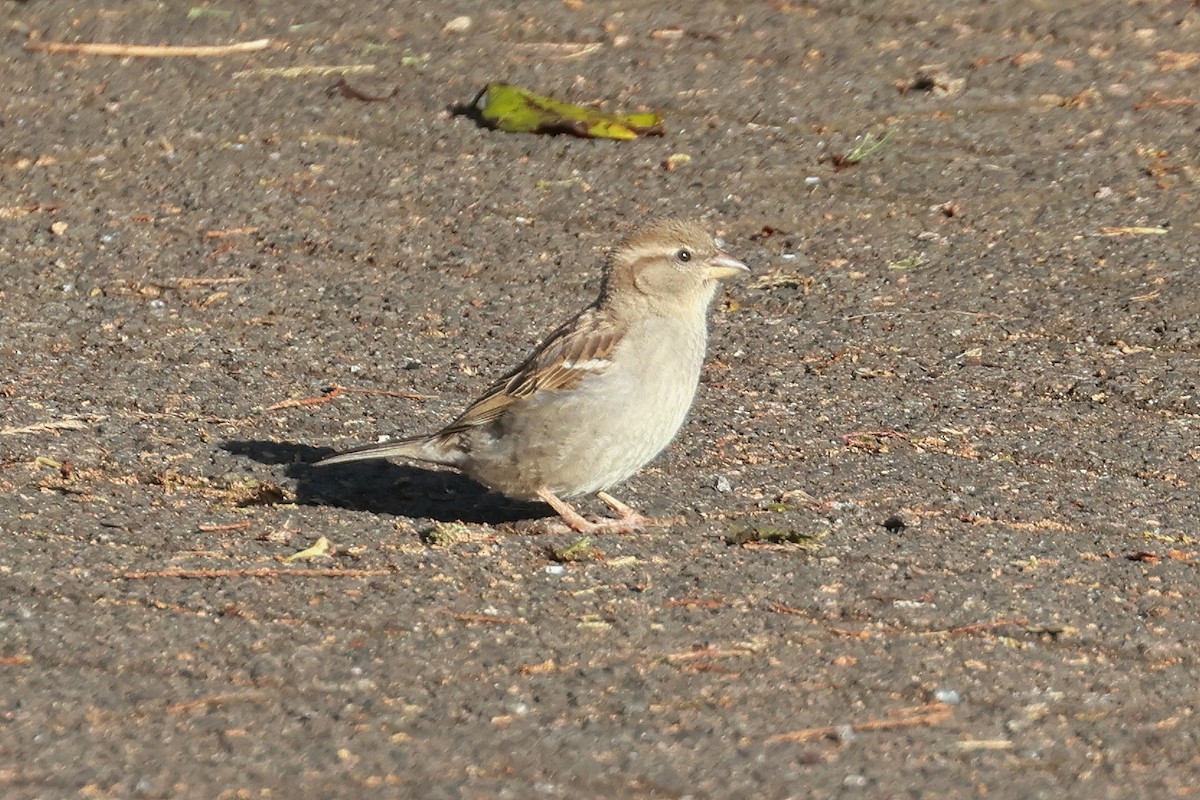Gorrión Común - ML644832659