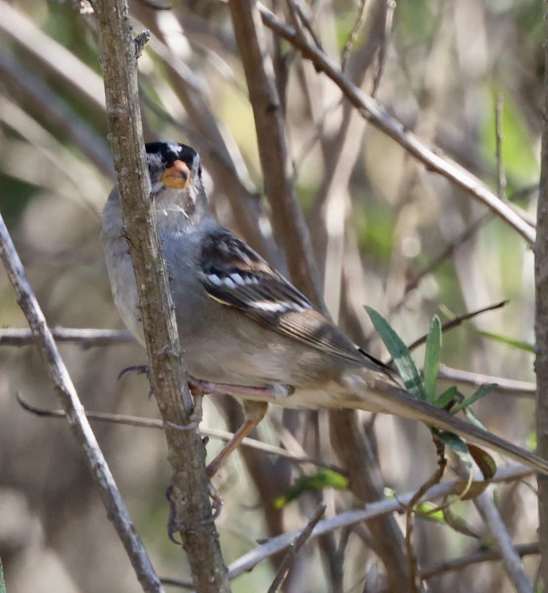 Bruant à couronne blanche - ML644832662
