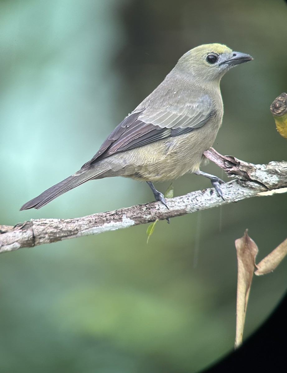 Tangara des palmiers - ML644832664