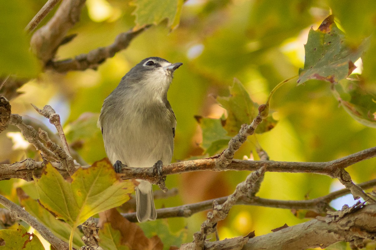 Plumbeous Vireo - ML644832669