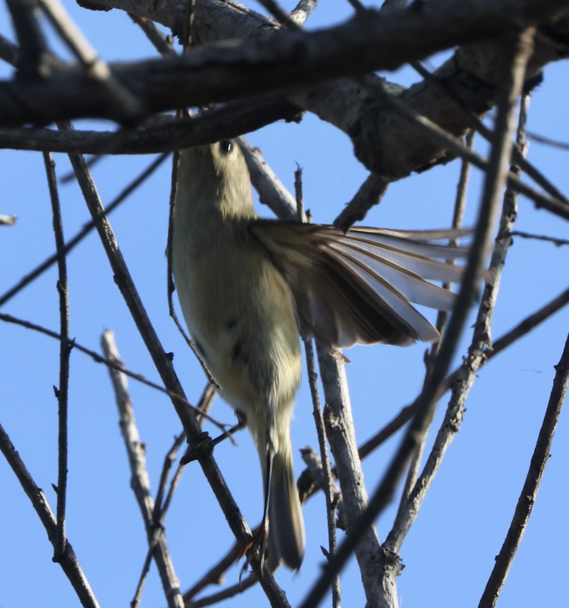 Ruby-crowned Kinglet - ML644832675