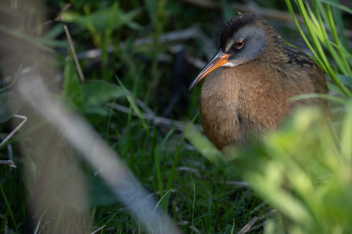 chřástal virginský - ML644832690