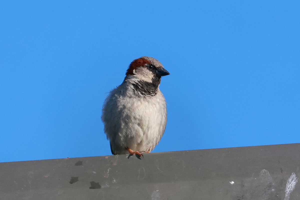 Gorrión Común - ML644832694