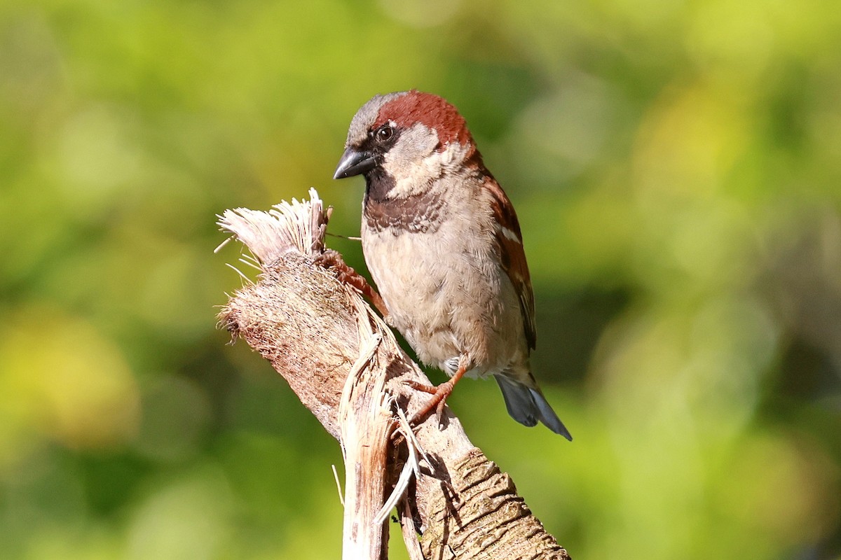 Gorrión Común - ML644832698