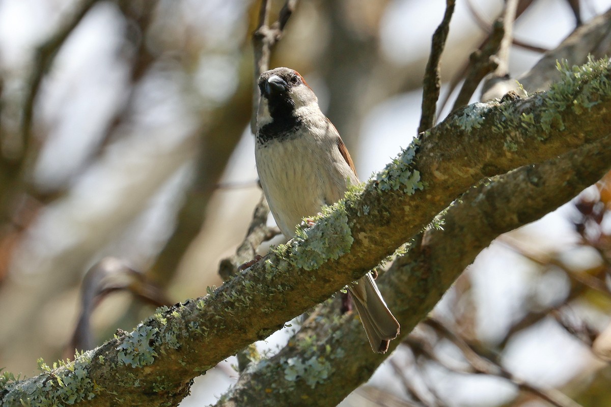 Gorrión Común - ML644832699