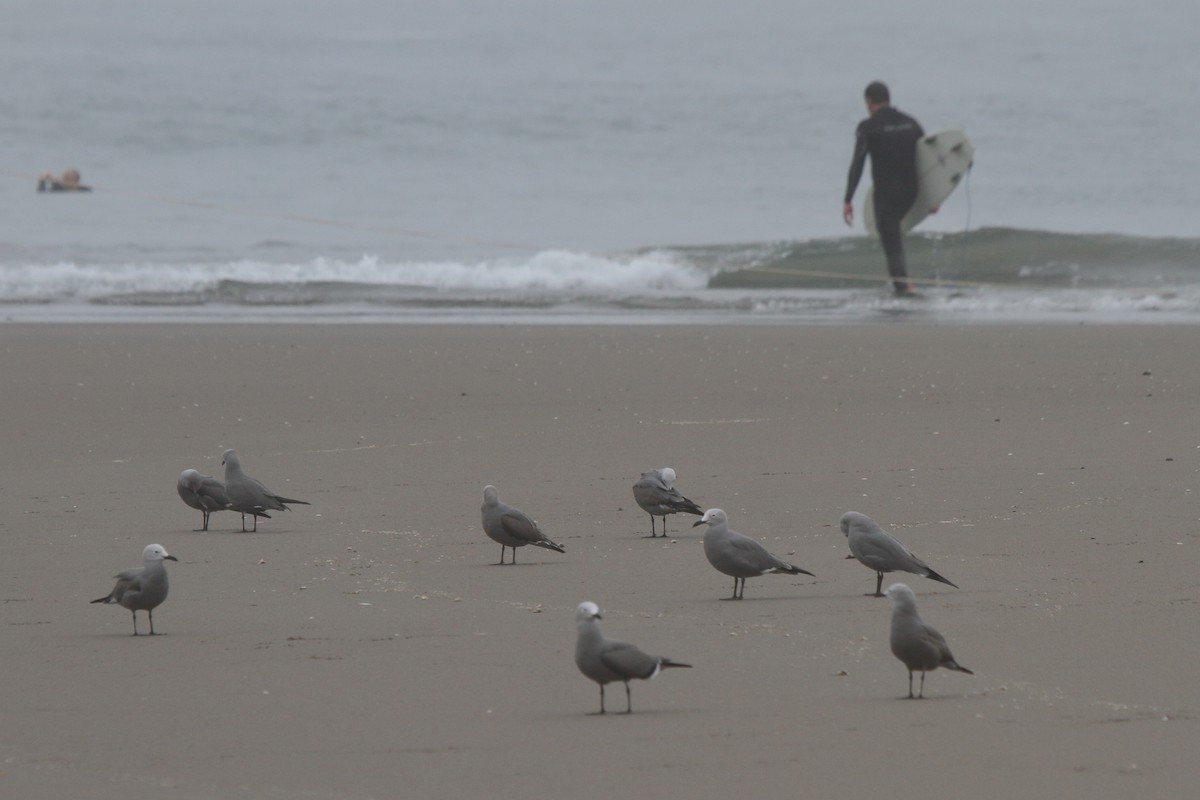 Kül Rengi Martı - ML644832710