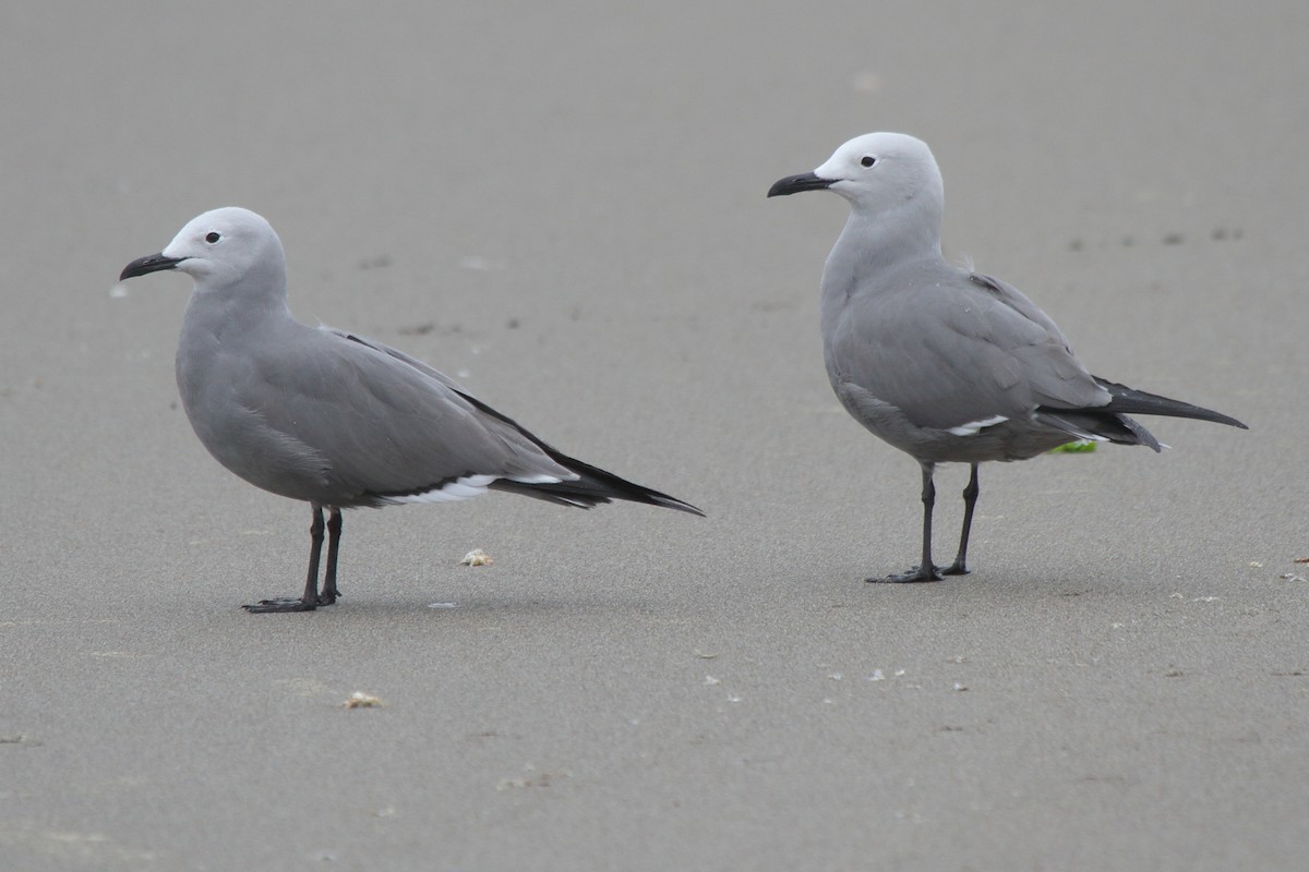 Kül Rengi Martı - ML644832711