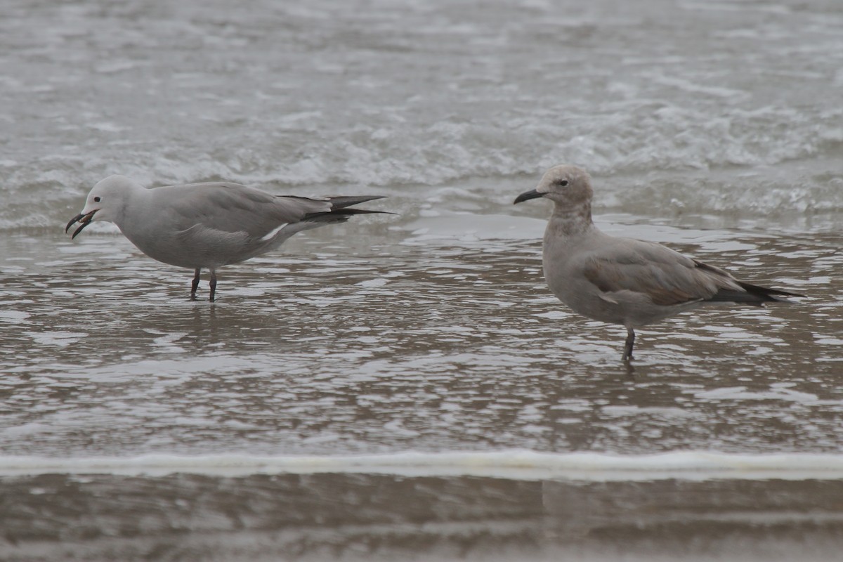 Kül Rengi Martı - ML644832712