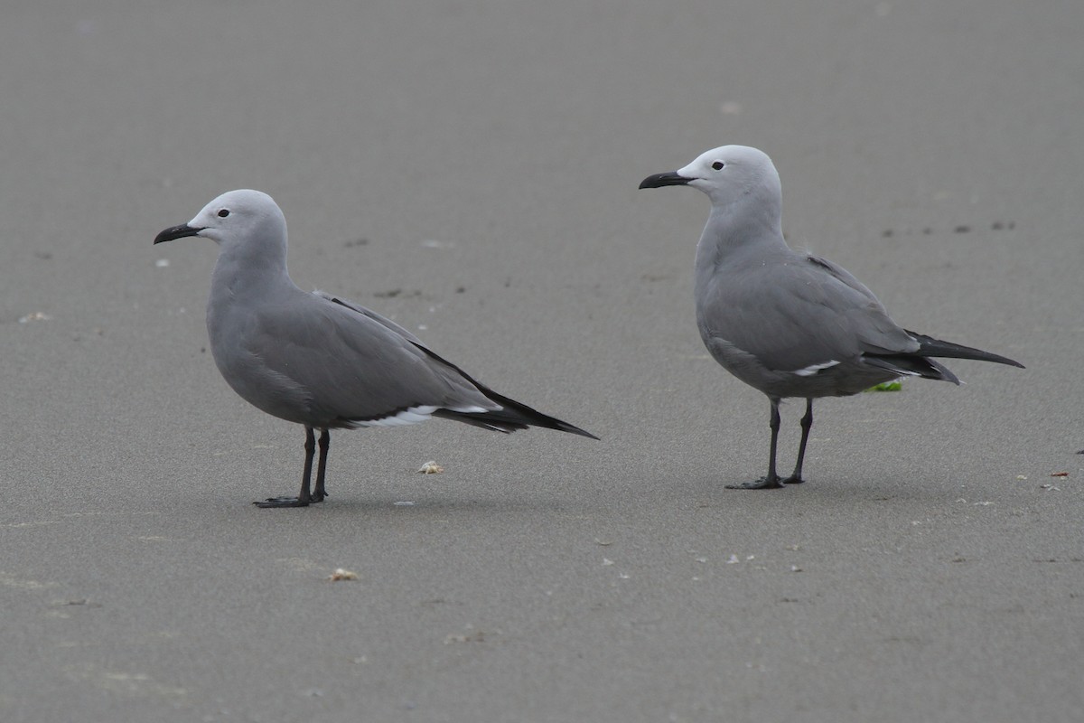 Kül Rengi Martı - ML644832714