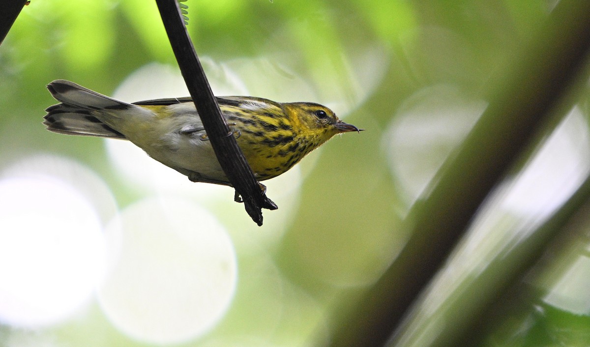 Cape May Warbler - ML644832725