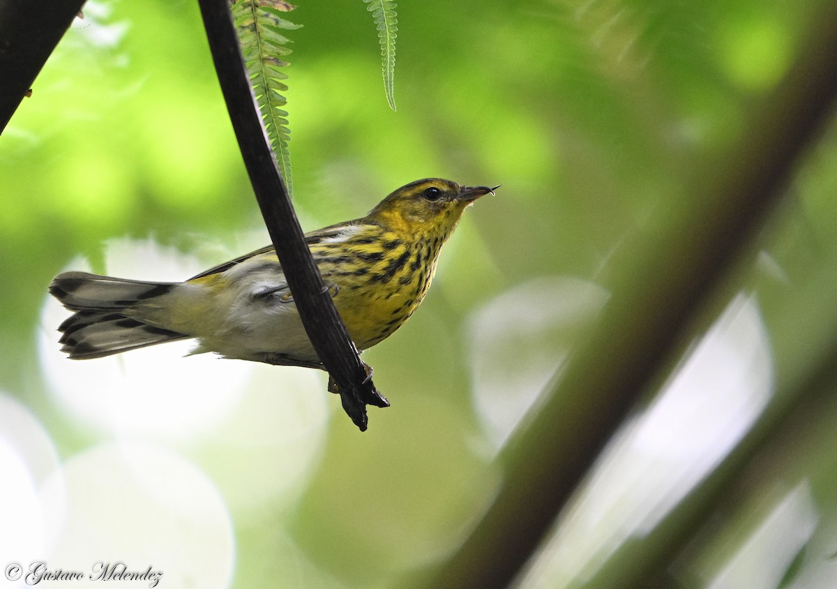 Cape May Warbler - ML644832726