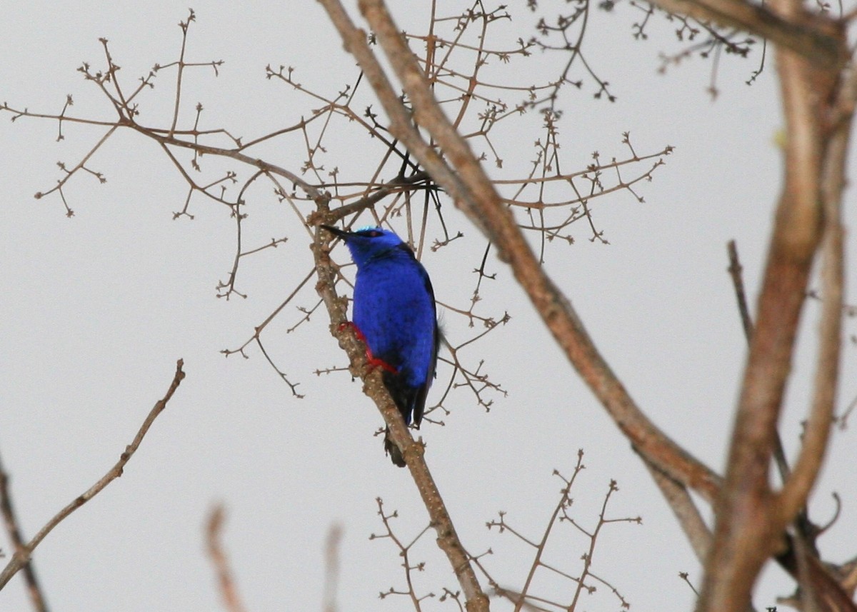Red-legged Honeycreeper - ML644832738