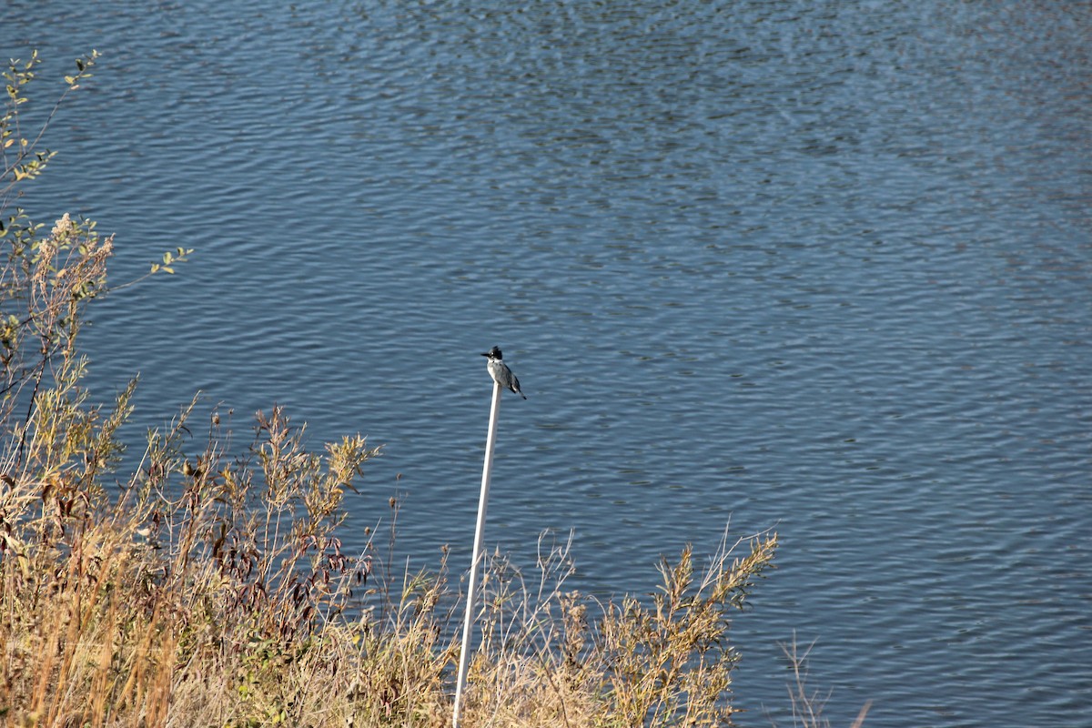 Belted Kingfisher - ML644832750