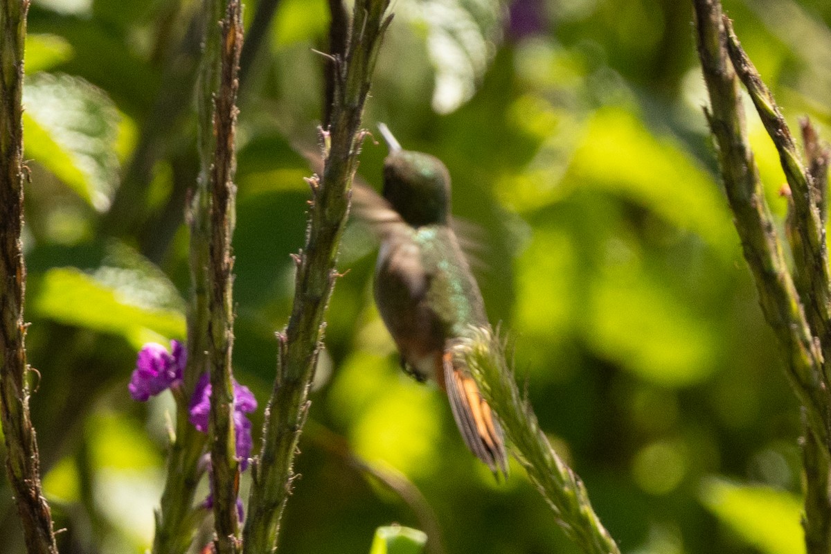 Volcano Hummingbird - ML644832760
