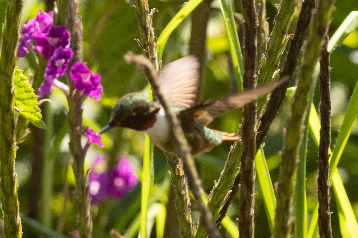 Volcano Hummingbird - ML644832761
