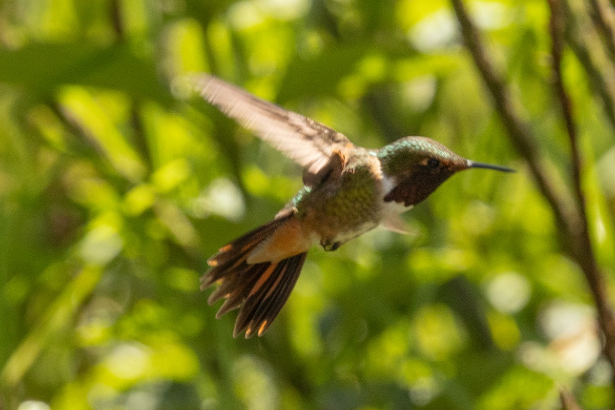 Volcano Hummingbird - ML644832762
