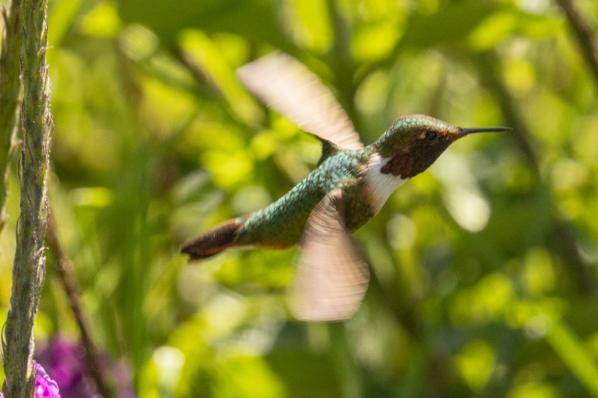 Volcano Hummingbird - ML644832763