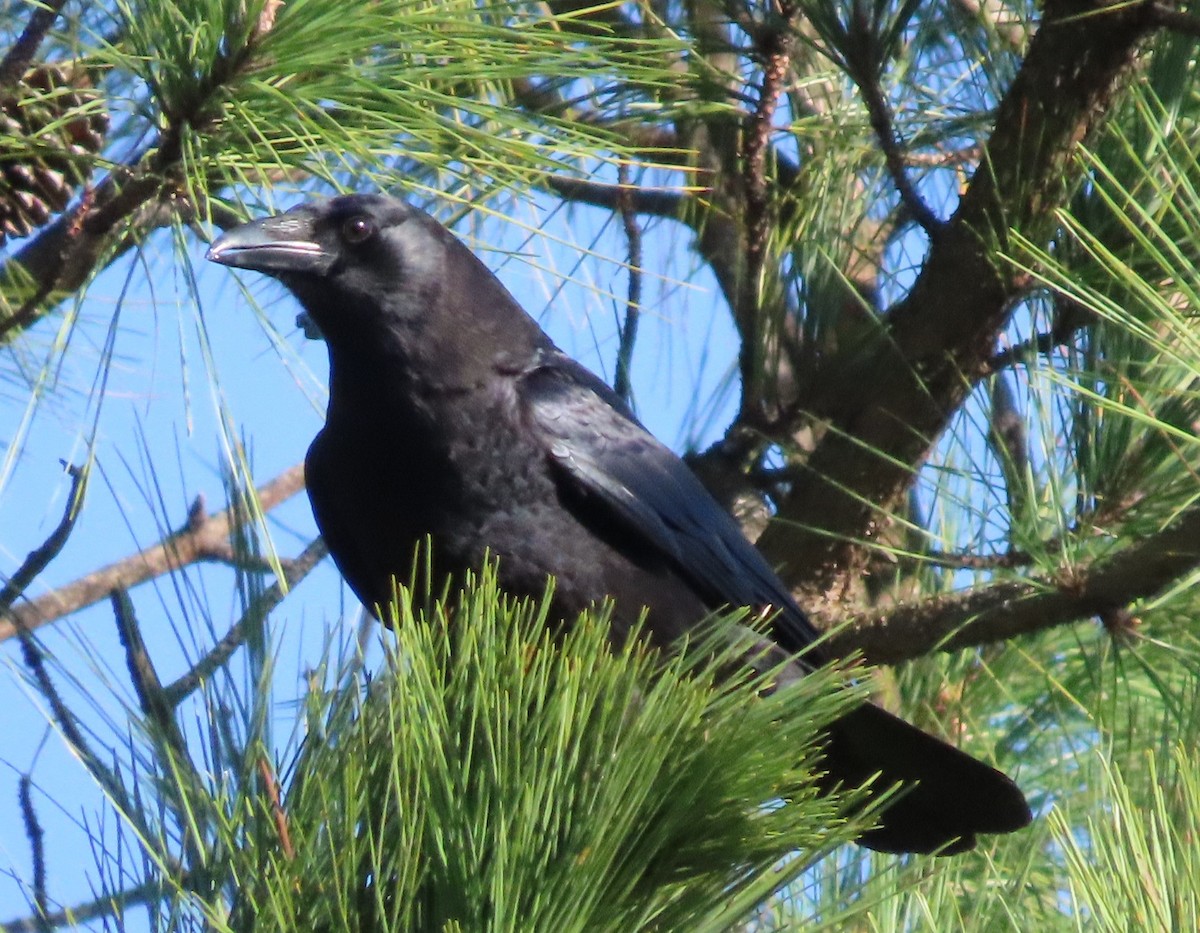 American Crow - ML644832767