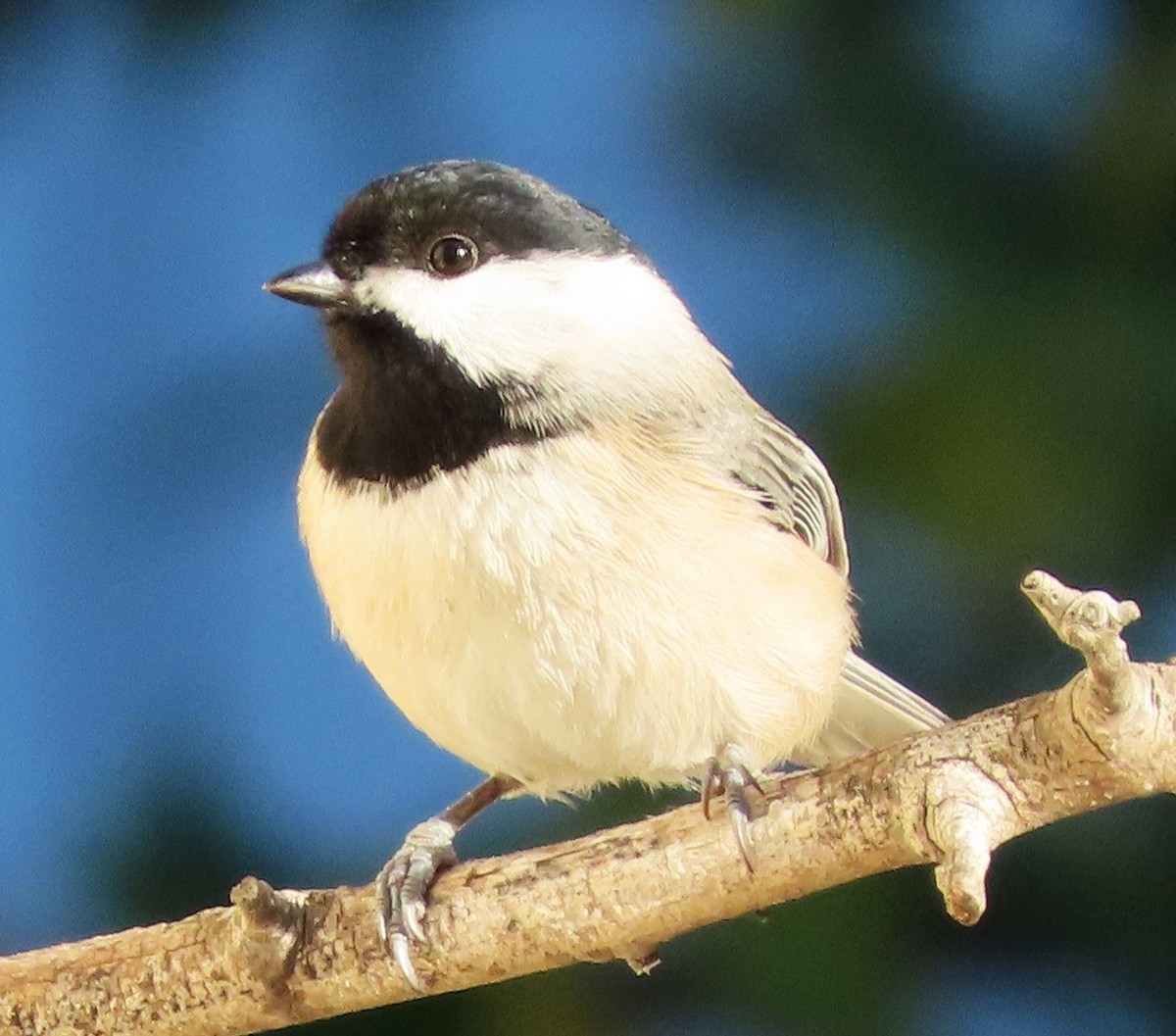 Carolina Chickadee - ML644832775