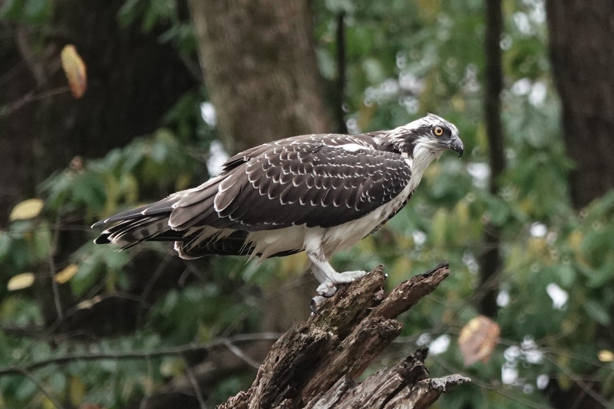 Osprey - ML644832779
