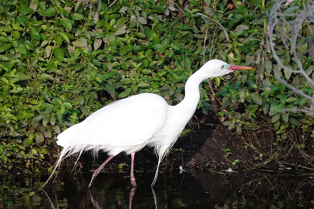 Plumed Egret - ML644832782