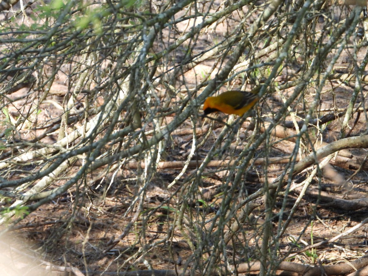 Altamira Oriole - ML644832789
