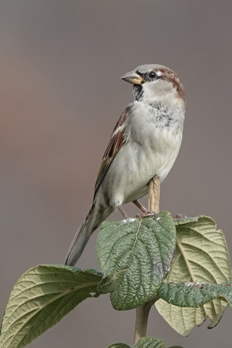 Gorrión Común - ML644832794