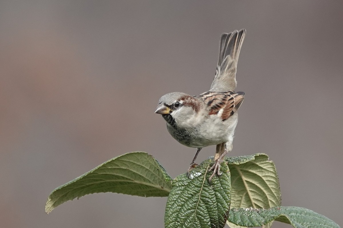 Gorrión Común - ML644832795