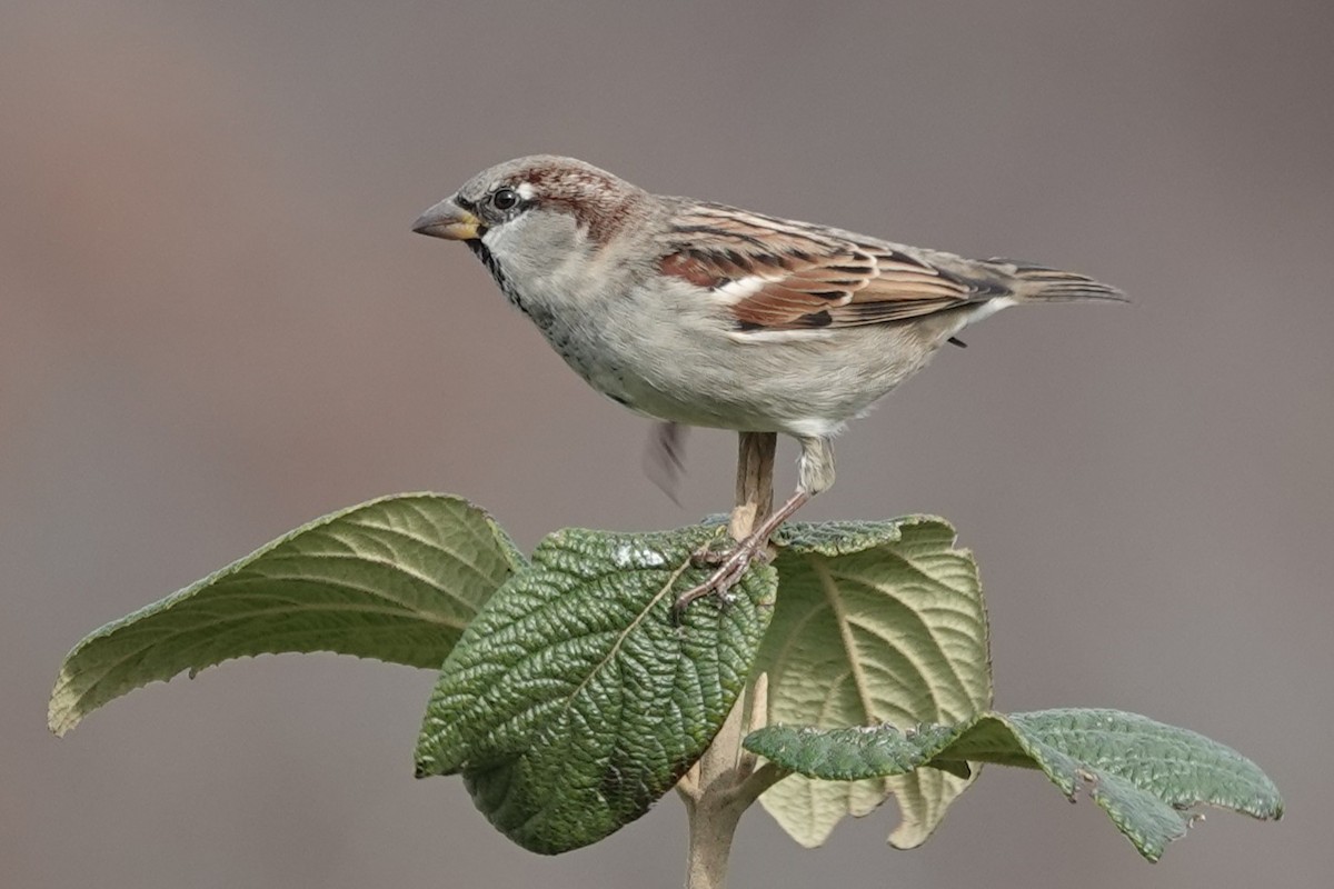 Gorrión Común - ML644832796