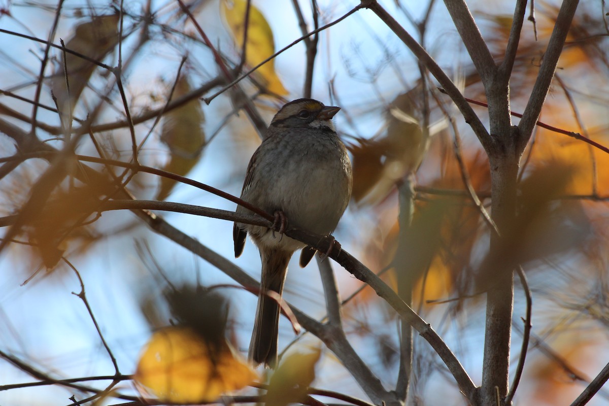 White-throated Sparrow - ML644832797