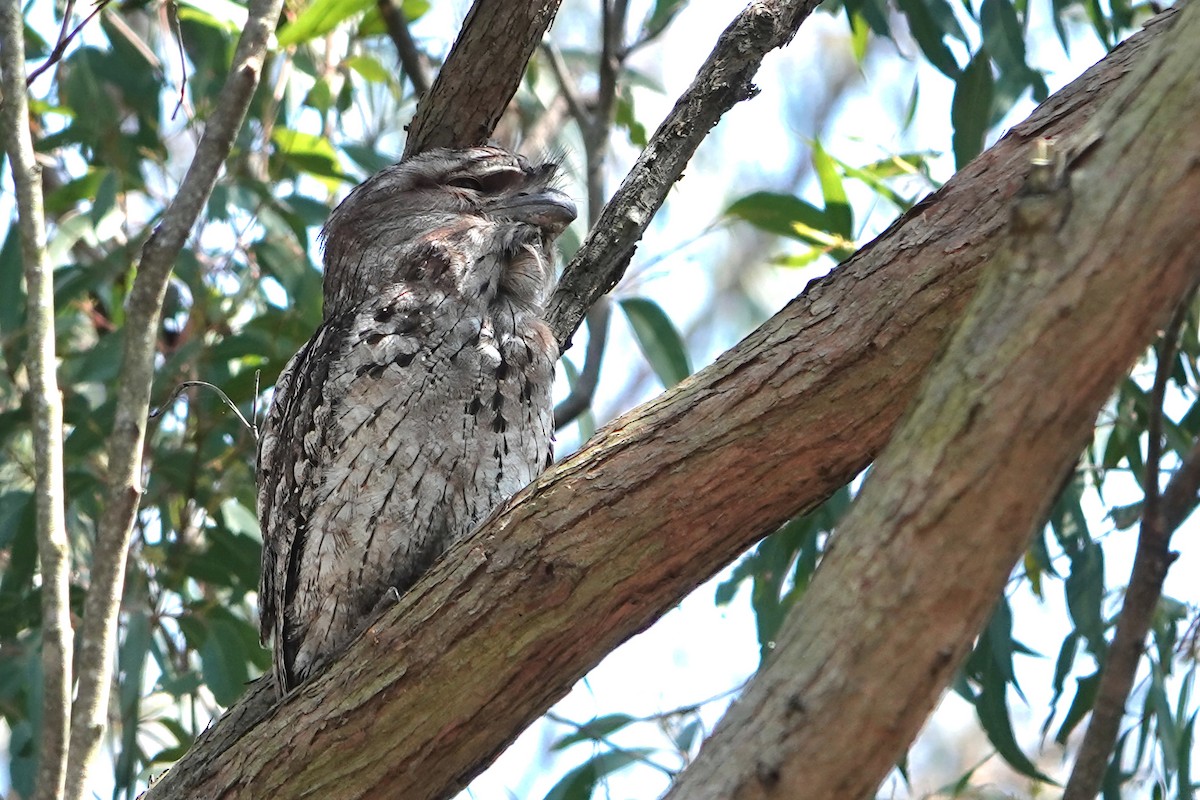 Tawny Frogmouth - ML644832802