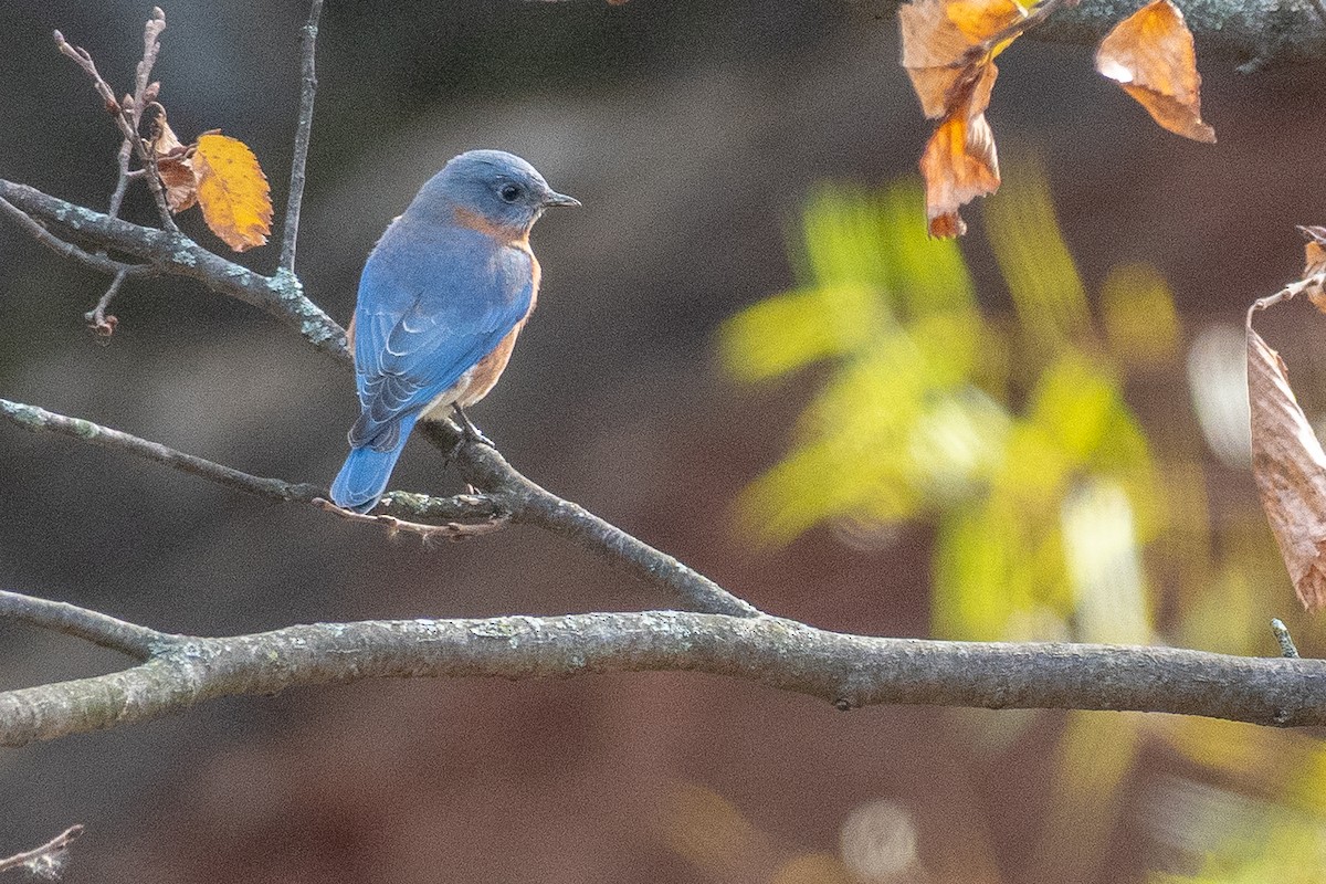 Блакитник східний - ML644832807