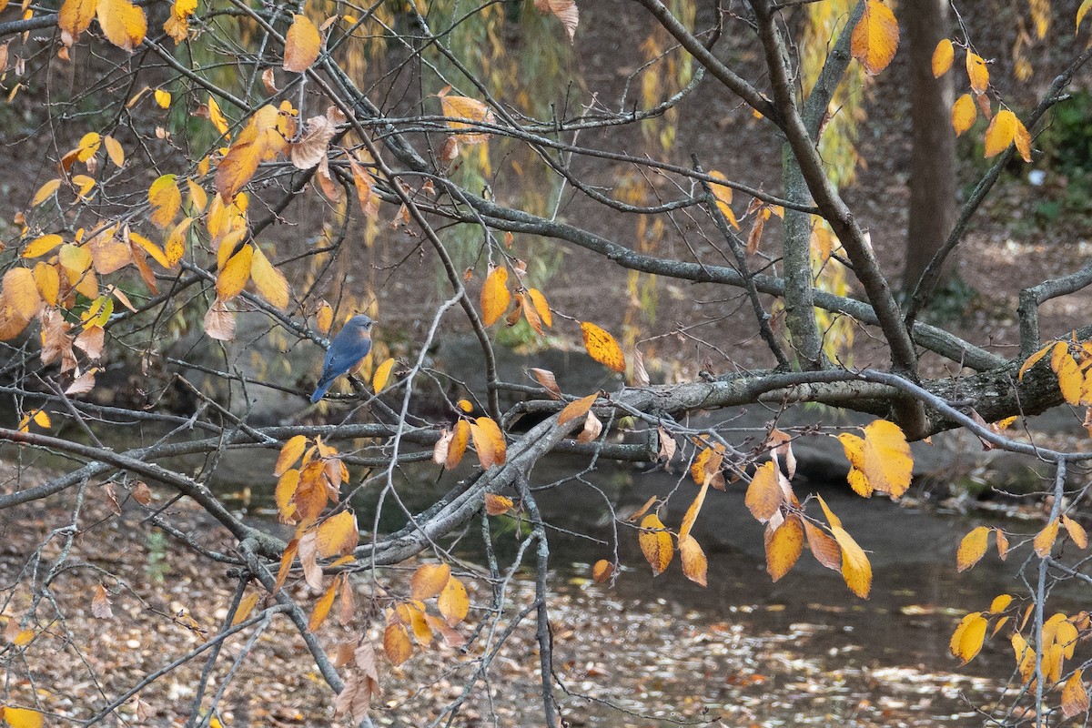 Блакитник східний - ML644832808