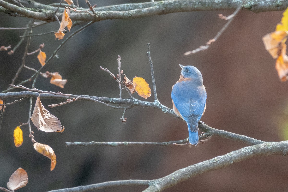 Блакитник східний - ML644832809