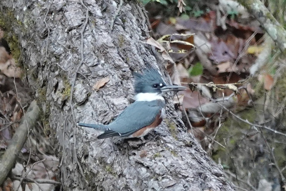 Belted Kingfisher - ML644832832
